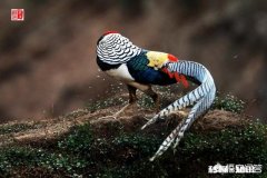 详见下图 网上有摄影师讲一年能拍20万张左右照片你怎么认为