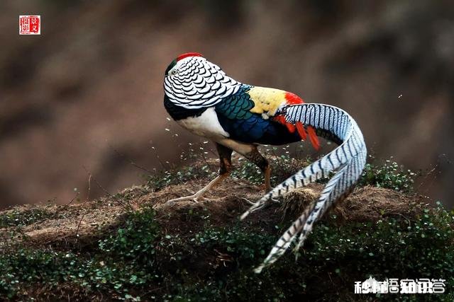 详见下图 网上有摄影师讲一年能拍20万张左右照片你怎么认为