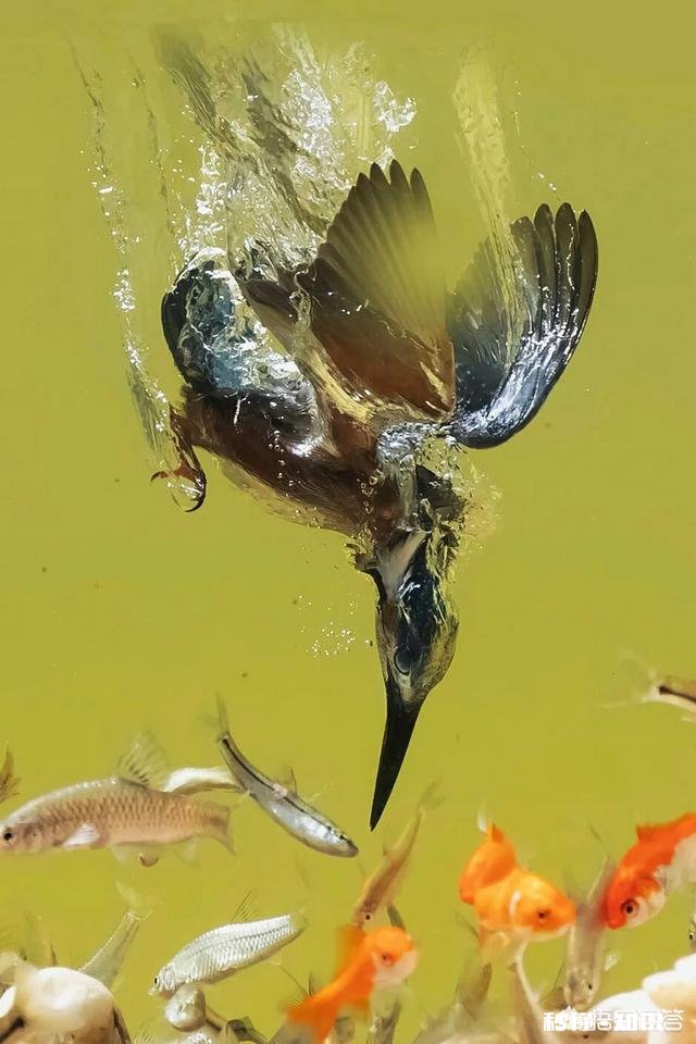 详见下图 网上有摄影师讲一年能拍20万张左右照片你怎么认为