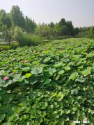 现在有人宁可挨骂去日韩旅游，也不去云南旅游了，到底是为什么