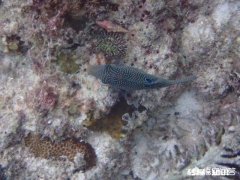 2018年谁对你的影响最大，你会给ta发2019新年祝福的信息吗