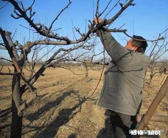 如何对梨树进行“冬管