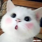 猫给主人按摩的真正原因是什么