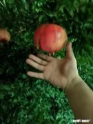 怎样的石榴才算好，如何挑选石榴