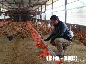 不想在外面上班了，想回老家养鸡，有没有懂行的给我算算帐