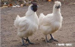 不想在外面上班了，想回老家养鸡，有没有懂行的给我算算帐