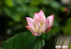 一个人不顾全家的反对，去讨好自己的敌人，他是一种什么心态