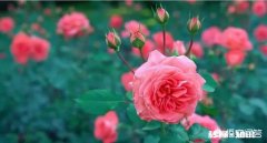 一个人一生可以失去多少