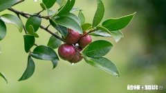 油茶果发芽腐烂，打什么药