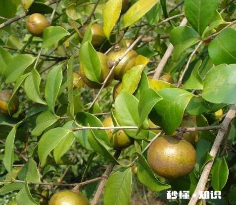 油茶果发芽腐烂，打什么药