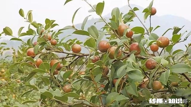 油茶果发芽腐烂，打什么药