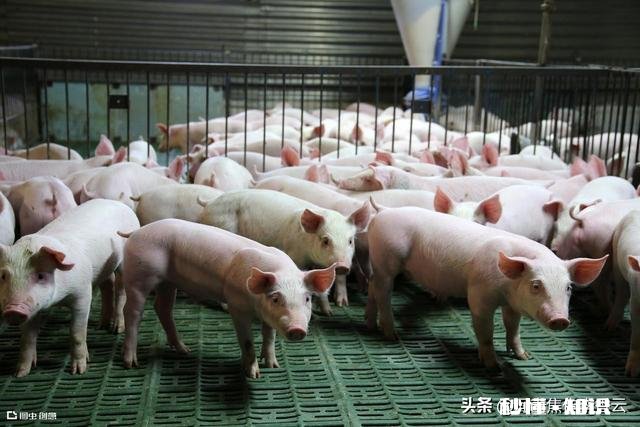 这种植物草给猪吃有什么效果吗