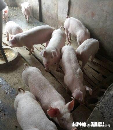 这种植物草给猪吃有什么效果吗