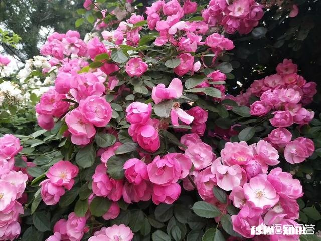 有人说年少无知幸不幸福，你怎么看