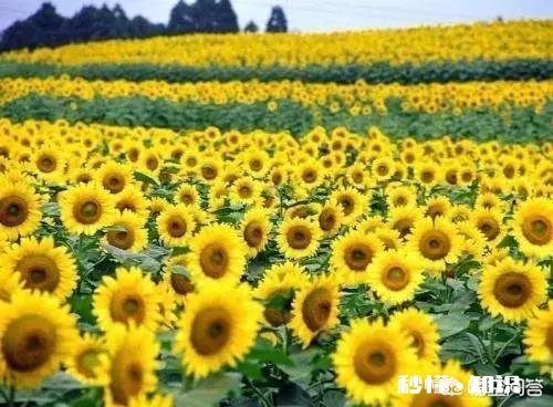 有人说年少无知幸不幸福，你怎么看