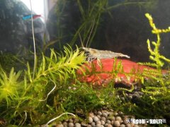 鱼缸水里放陶粒会浑水吗水发浑怎么办