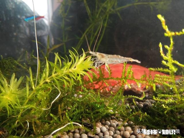 鱼缸水里放陶粒会浑水吗水发浑怎么办