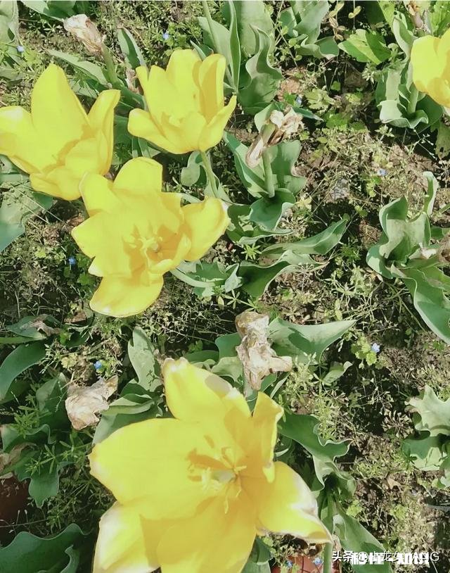 举行过婚礼，但是没有领证，同居4年分开了，是不是也算离婚了