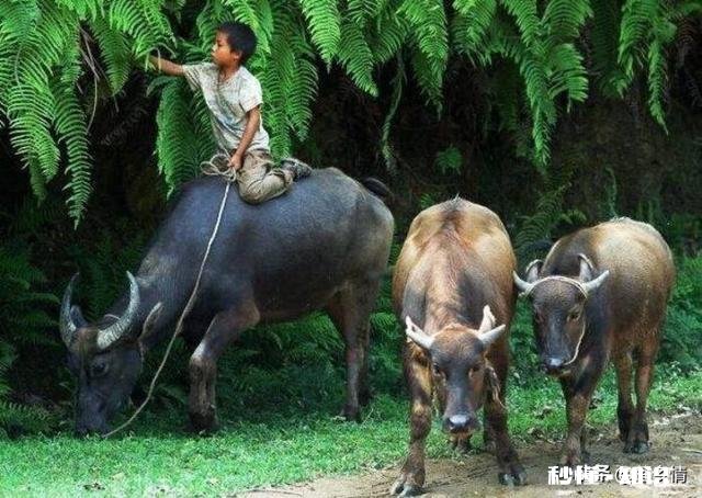 你放过牛吗回不去的童趣，你还记得吗