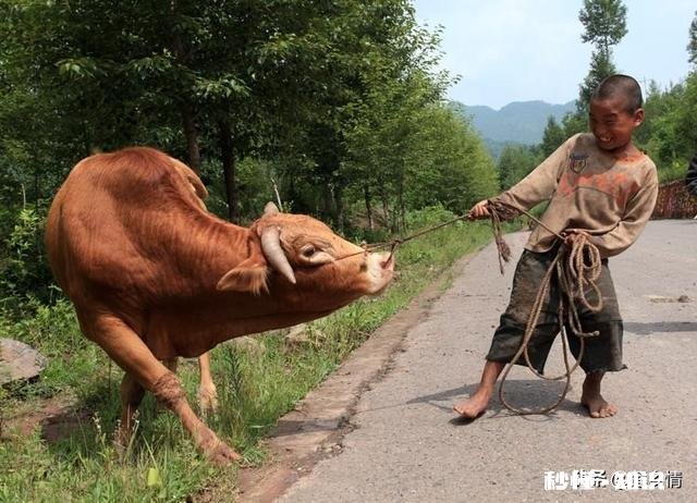 你放过牛吗回不去的童趣，你还记得吗
