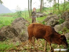 你放过牛吗回不去的童趣，你还记得吗