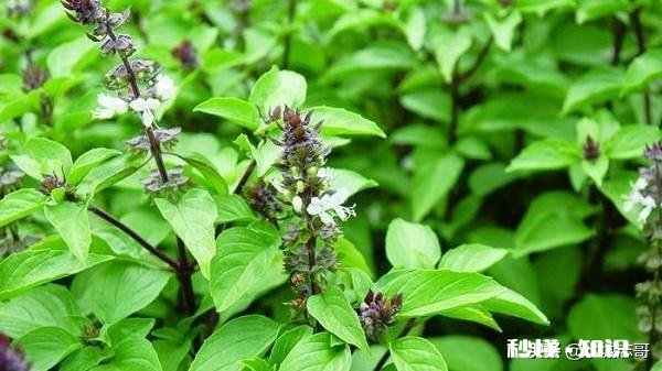 罗勒开花后还可以掐顶吗为什么