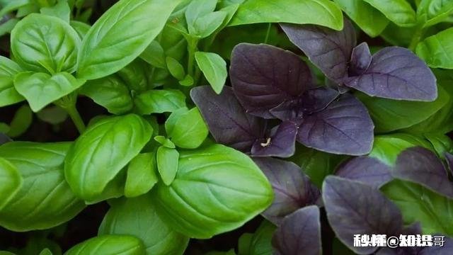 罗勒开花后还可以掐顶吗为什么