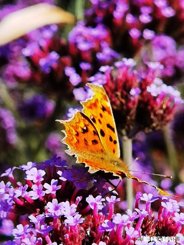 三十多岁了，要才华没才华，每天刷头条，赚个一两块，怎么办