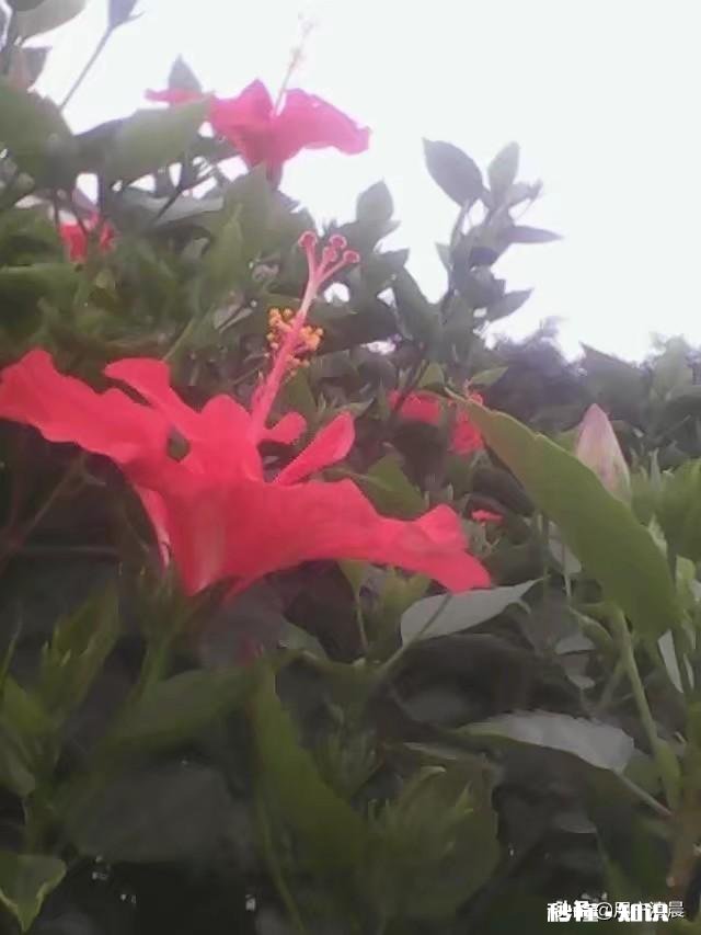 在头条里发布文章，怎样在文字中插图才算完美