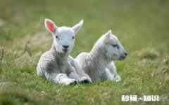 小羊气管炎怎么治