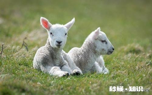 小羊气管炎怎么治