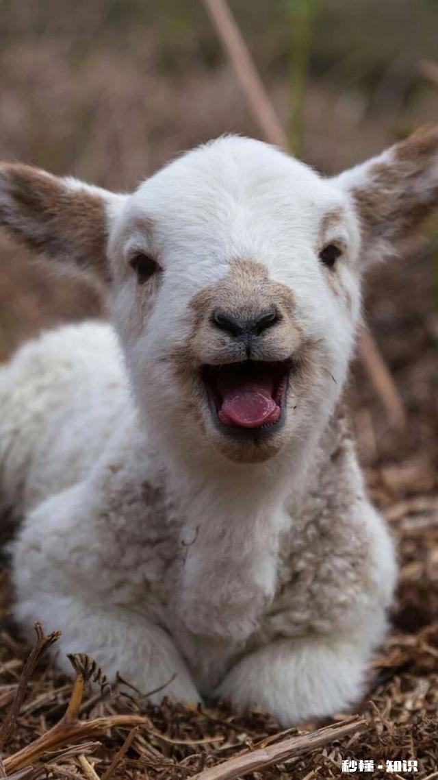 小羊气管炎怎么治
