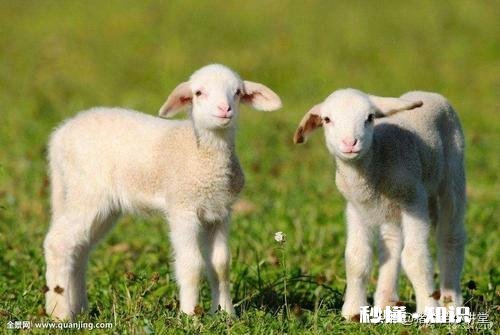 小羊气管炎怎么治