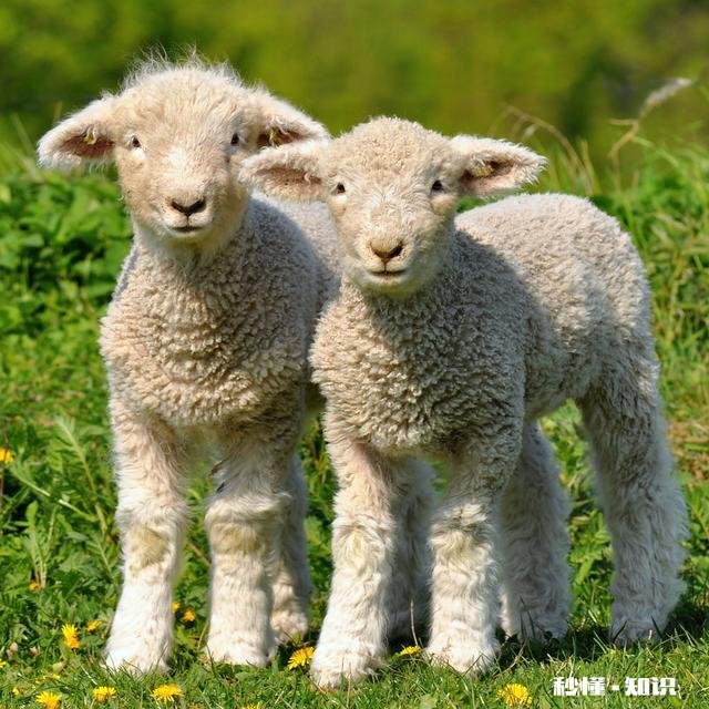 小羊气管炎怎么治