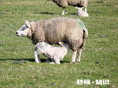 小羊气管炎怎么治