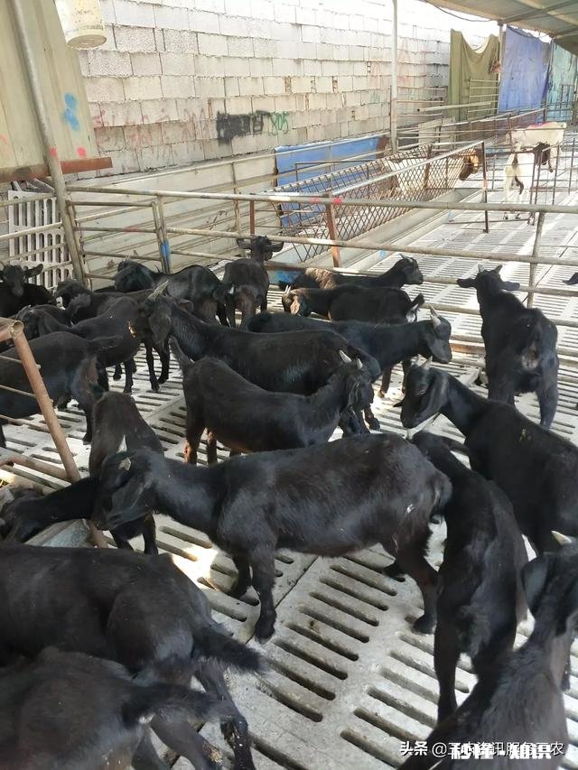 小羊气管炎怎么治