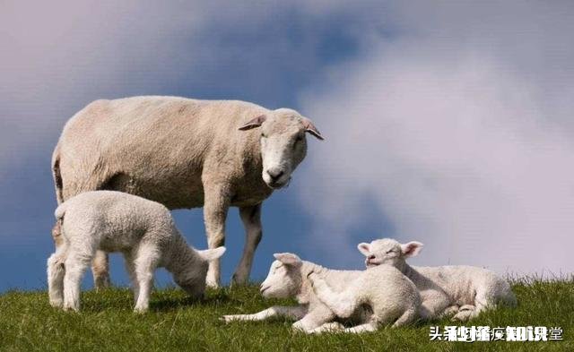 小羊气管炎怎么治