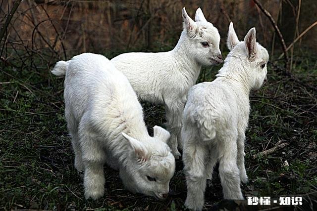 小羊气管炎怎么治