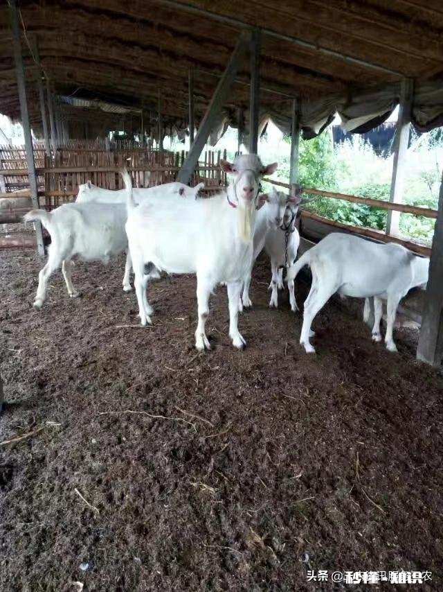 小羊气管炎怎么治