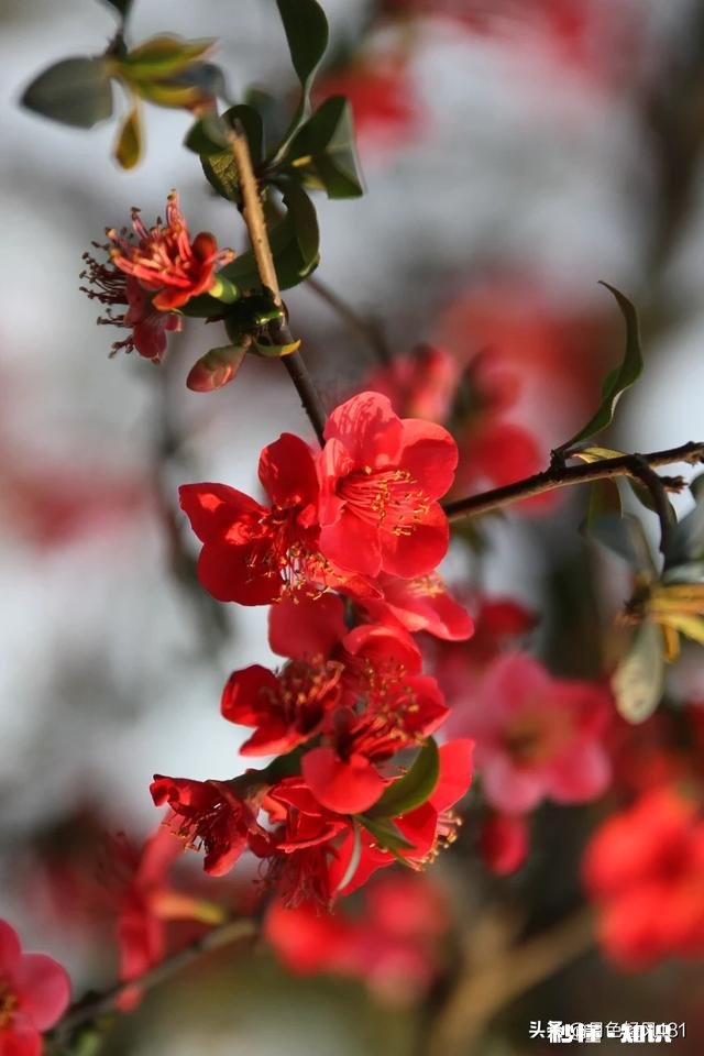 摄影:“春季到来绿满窗,大姑娘窗下绣鸳鸯”怎么拍