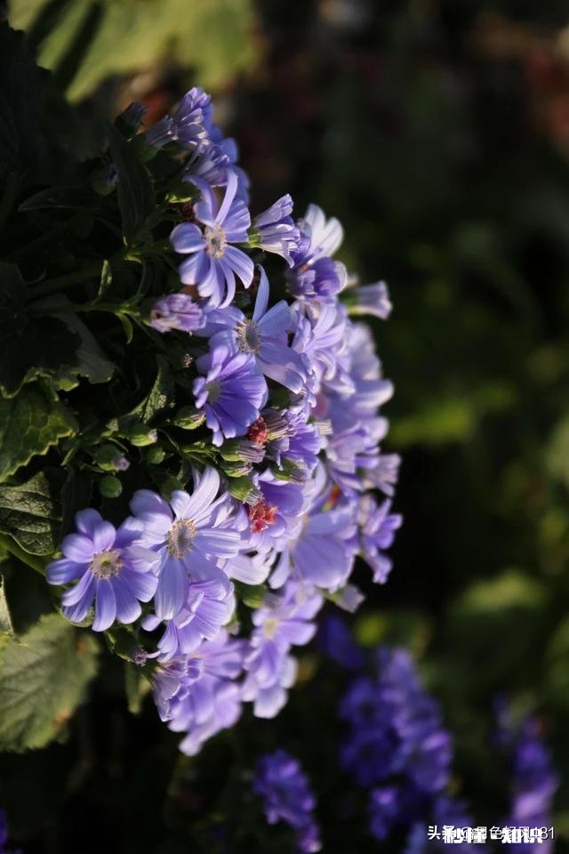 摄影:“春季到来绿满窗,大姑娘窗下绣鸳鸯”怎么拍