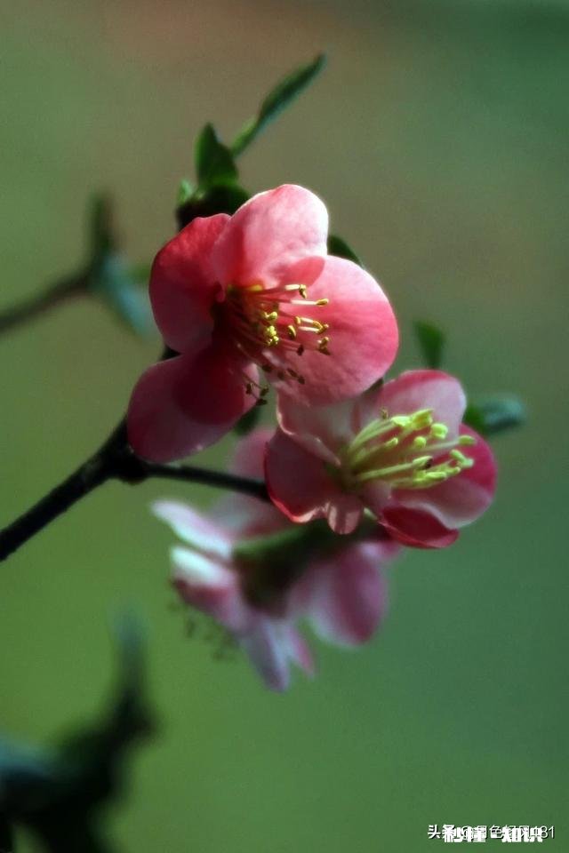 摄影:“春季到来绿满窗,大姑娘窗下绣鸳鸯”怎么拍