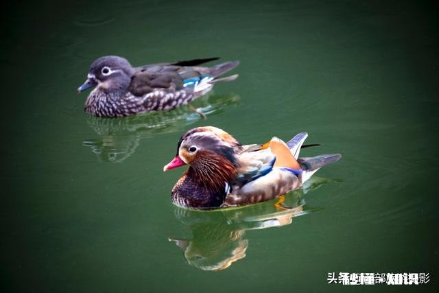 摄影:“春季到来绿满窗,大姑娘窗下绣鸳鸯”怎么拍