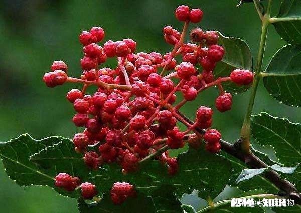 花椒和八角有什么区别