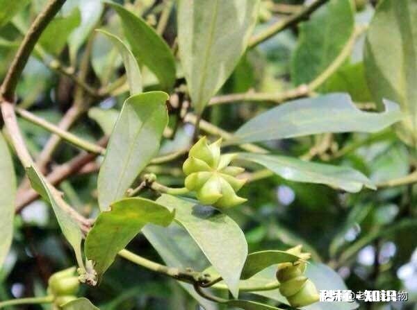 花椒和八角有什么区别