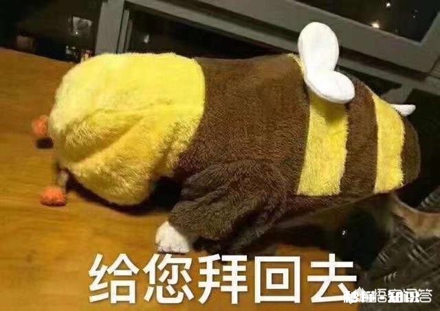 现在过年让人感到好疲惫,如果让你选,你会选什么样的过年方式