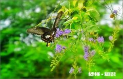 摄影怎么拍假连翘