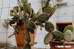 仙人掌千手观音变软是缺水了吗怎么办