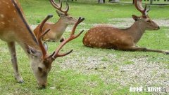 本人养梅花鹿，从哪里引种好