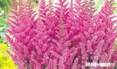 落新妇，花色灿烂而艳丽，盆栽要如何管理呢